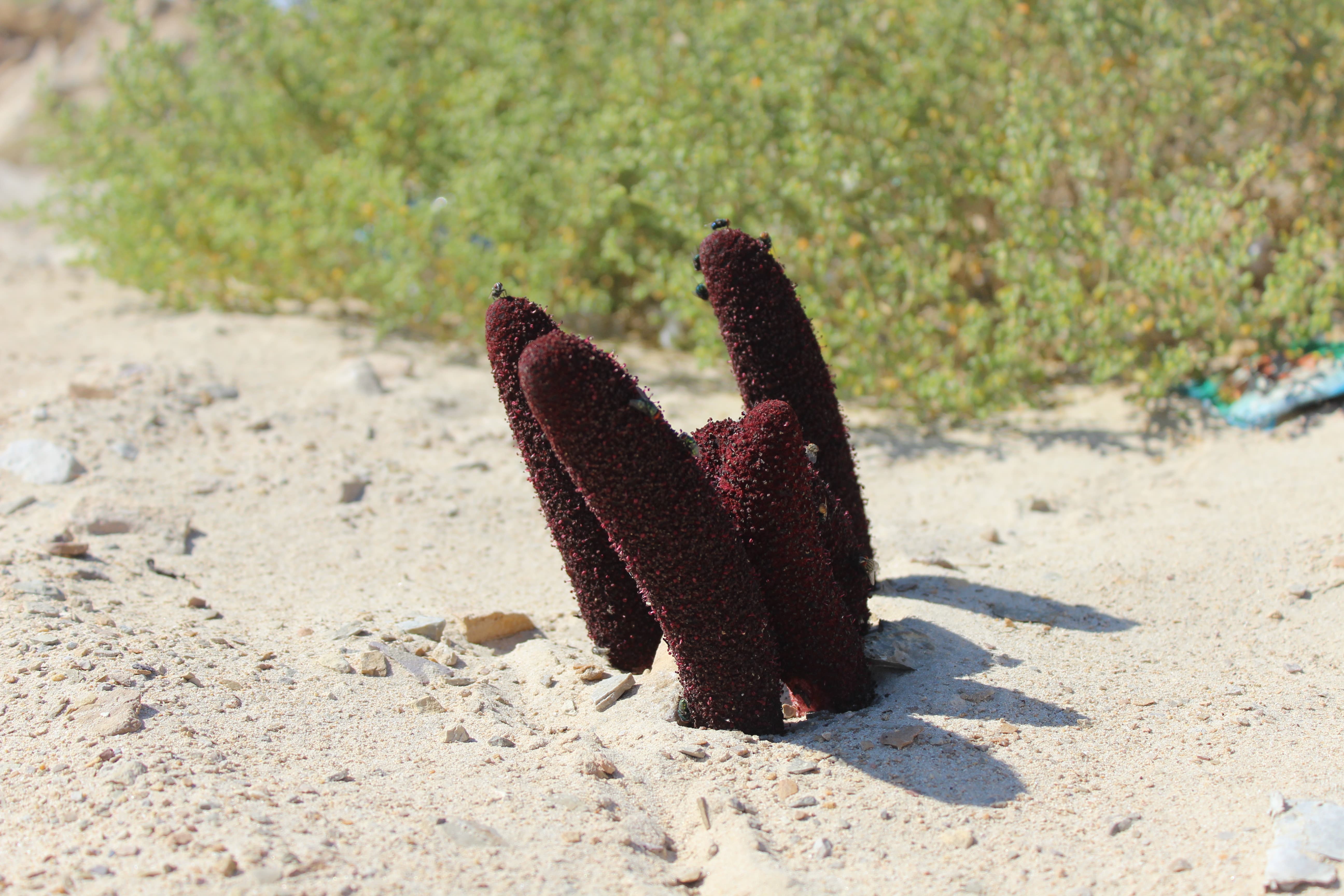 Plant Image